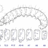 小蛾類幼虫の毛の配列について。