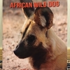 African Wild Dog: Amazing Pictures & Fun Facts on Animals in Nature　リカオンの本のレヴュー