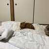 時差時差ボケ