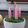 ルピナス。