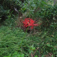 彼岸花が咲き始めました