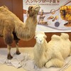【京都】『世界遺産大シルクロード展』「京都文化博物館」に行ってきました。