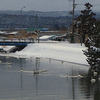 近くの川に白鳥です