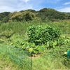 夏野菜（２０２２収穫）