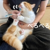 猫壱さんの爪切りは、衝撃と音が小さく爪切りタイムの時短に成功！