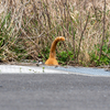 東北東部北離島のねこさん