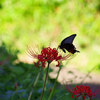 秋を感じる…彼岸花と秋桜