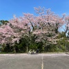 桜とお別れ！スーパーカブでお花見ツーリング