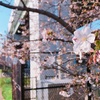 大阪の桜、開花❗️の巻