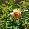 2022年２番花シーズン