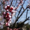 写真を少しでも上手に撮影するためのテクニック「３分割」