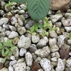 今の時期って、なんでも発芽する？