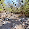 4月11日山芍薬を求めて男池からそばばっけ迄・今回は山芍薬は見つかりませんでした・最終回