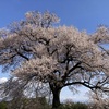 連日の花見（桜）