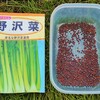 野沢菜の種まき！