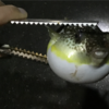 ちょっと釣れたがちょっと迷惑