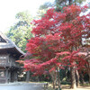 見ごろを迎えた平林寺の紅葉