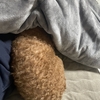 睡眠改善