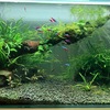 60cm水槽リセット10ヵ月目