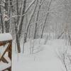 狂ったように降りしきる雪・ゆき・ユキ・・