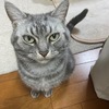 ベチョベチョうんちが続く先住ネコ＆無邪気に遊ぶ保護ネコ