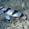 No.057 キツネメネジリンボウ (Stonogobiops pentafasciata)