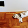 すっかり猫は落ちているし、22時に強制的に寝させようとしてくる