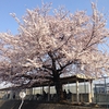 近所の中学校の桜　2014年