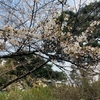 鵜の木松山公園の桜