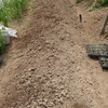 スイートコーンを植える　落花生かな　Planting sweet corns