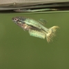 ベタの繁殖（2020/10/17）稚魚期　Beta splendens breeding.Juvenile fish