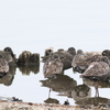 今朝の瓢湖・北区