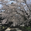 桜めぐり（Apr. 14, 2017）