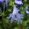 雨に打たれて咲く花