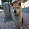 今日の柴犬の小麦さん