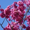 寒緋桜（今年も盗撮しました）