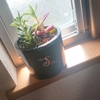 【初心者OK】ワインボトルを切ってDIY！植木鉢・筆立て・ライトの作り方と注意点