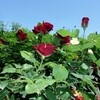薔薇園、見ごろですよ。
