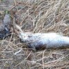 カワウからの贈り物