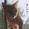 猫よろず相談