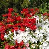 浅野公園＠一宮市のツツジと愛知県植木センター＠稲沢市のヒトツバタゴ