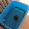 金魚のプラ舟を明るい場所へ移動