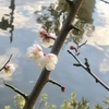 久々に、明るい気持ちで朝を迎えております
