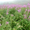 志賀草津道路の花