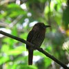 コシラヒゲオオガシラ(White-whiskered Puffbird)