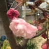 うちのボタン桜一輪開花