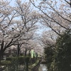 桜満開！葛西用水桜通り。