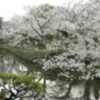 道後公園の桜