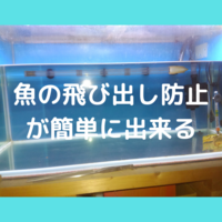 驚くべき魚の習性 熱帯魚が水槽から飛び出す原因と対策方法 趣味を楽しむdiyな暮らし 驚くべき魚の習性 熱帯魚が水槽から飛び出す原因と対策方法 趣味を楽しむdiyな暮らし