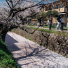 蹴上インクラインから哲学の道、銀閣寺道の花筏へ｜2026年春の京都桜旅